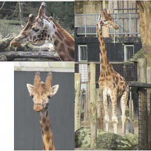 02 2025 - Giraffe male #2