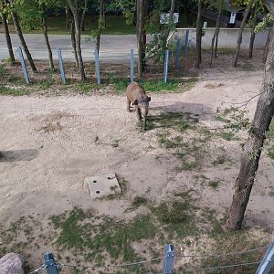 Orientarium - Asiatic Elephant (Elephas maximus)
