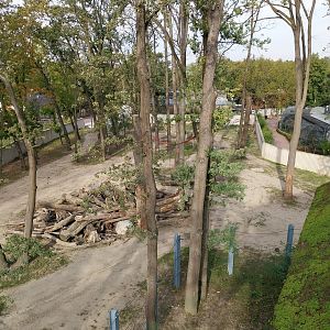 Orientarium - Asiatic Elephant (Elephas maximus)