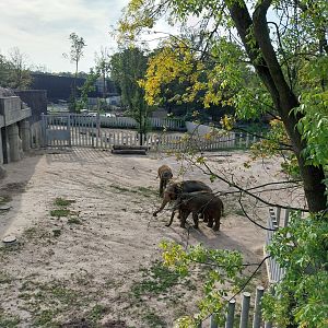Orientarium - Asiatic Elephant (Elephas maximus)