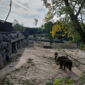 Orientarium - Asiatic Elephant (Elephas maximus)