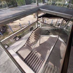 Orientarium - Asiatic Elephant (Elephas maximus) - Elevated walkway