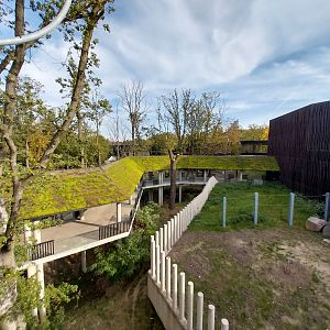 Orientarium - Asiatic Elephant (Elephas maximus) - Elevated walkway