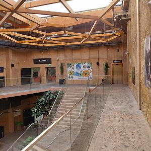 Orientarium - Asiatic Elephant (Elephas maximus)