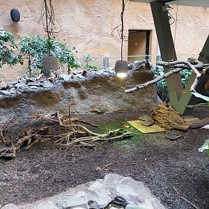 Orientarium - Asiatic Elephant Hall - Brown tortoise (Manouria emys)