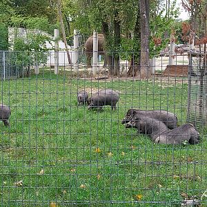 Orientarium - Negros Warty Pig (Sus cebifrons negrinus)