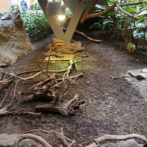 Orientarium - Asiatic Elephant Hall - Brown Tortoise (Manouria emys)