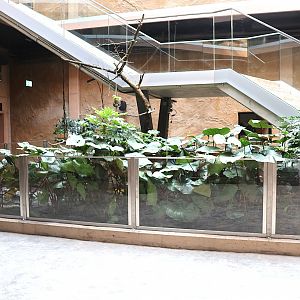 Orientarium - Asiatic Elephant Hall - Brown Tortoise (Manouria emys) enclosure