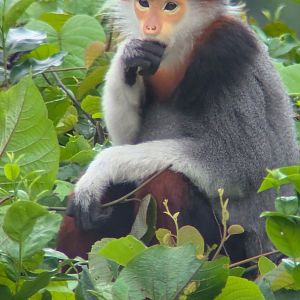 Red-Shanked Douc Langur