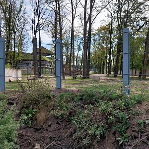 Orientarium - Asiatic Elephant (Elaphas maximus) enclosure with foraging Negros Warty Pig (Sus cebifrons negrinus)