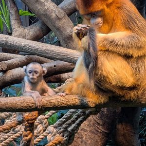 Golden snub-nosed monkey, Ocean Park, Hong Kong