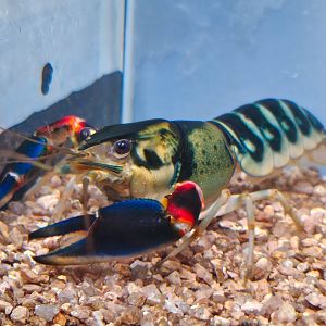 Papuan Peacock Crayfish (Cherax sp. 'Peacock')
