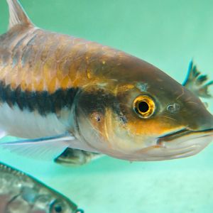 Thai Blue Mahseer (Neolissocheilus stracheyi) - Head Profile