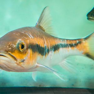 Thai Blue Mahseer (Neolissocheilus stracheyi) - Full Body Shot