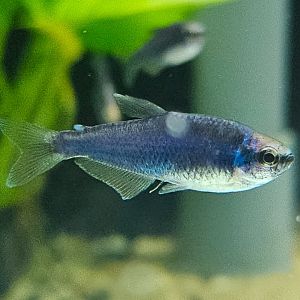 Blueberry Royal Tetra (Inpaicthys kerri var. Super Blue)