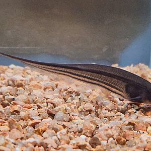 Smokey Glass Knifefish (Eigenmannia cf. trilineata)
