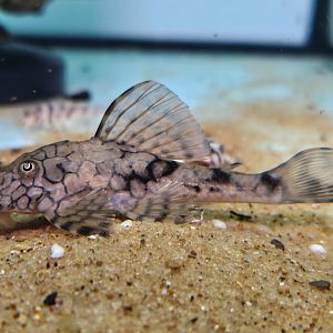 Honeycomb Pleco, L037 (Hypostomus faveolus)