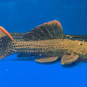 Leopard Cactus Pleco, L600 (Pseudacanthicus leopardus)