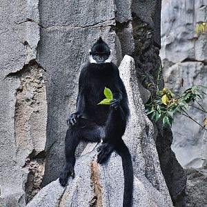 Rainforest Wild Asia - Francois' Langur (Trachypithecus francoisi)