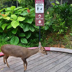 Rainforest Wild Asia - Forest Floor