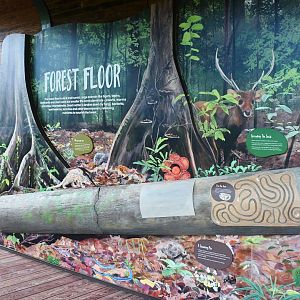 Rainforest Wild Asia - Forest Floor