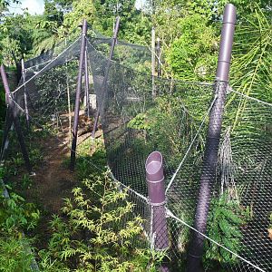 Rainforest Wild Asia - Rock Cascade