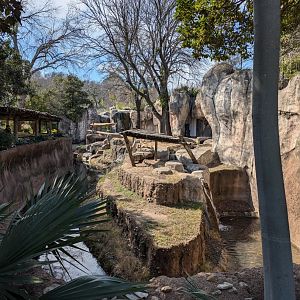 Gorilla habitat
