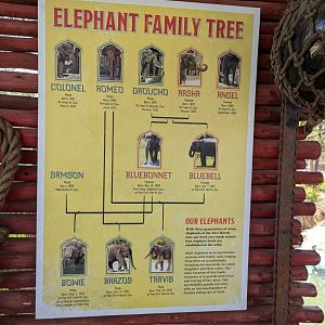 Elephant family tree