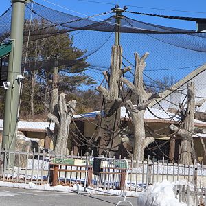 Tropical Forest - Gorilla Grove