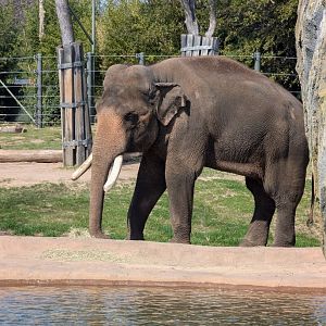 Large male Asian elephant