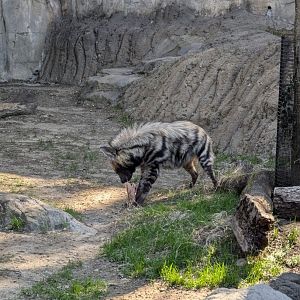 Striped hyena with bone