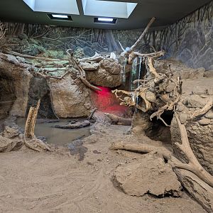 Komodo exhibit
