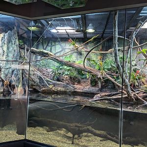Caiman lizard mixed exhibit