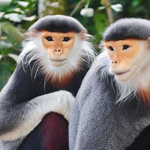 Rainforest Wild Asia - Red-shanked Douc Langur (Pygathrix nemaeus)