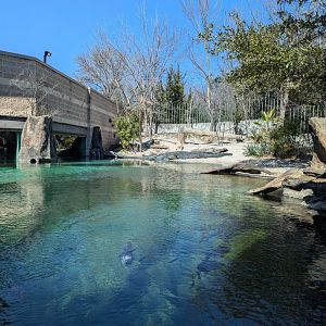 Massive Gharial pool