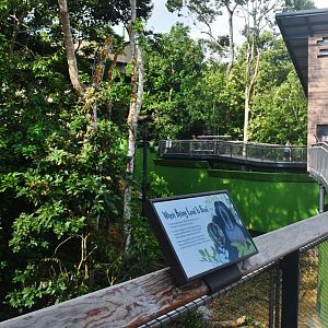 Rainforest Wild Asia - The Canopy