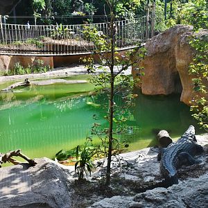 Rainforest Wild Asia - Watering Hole
