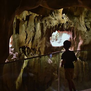 Rainforest Wild Asia - The Cavern