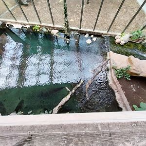 Orientarium - Jungle Hall - False Gharial (Tomistoma schlegelii)