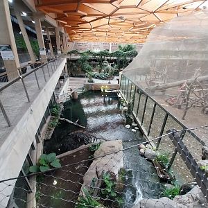 Orientarium - Jungle Hall - False Gharial (Tomistoma schlegelii)