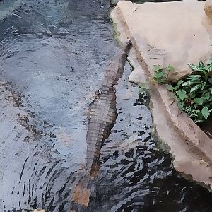 Orientarium - Jungle Hall - False Gharial (Tomistoma schlegelii)