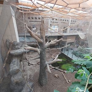 Orientarium - Jungle Hall - Sun Bear (Helarctos malayanus malayanus)