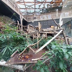 Orientarium - Jungle Hall - Binturong (Arctictis binturong)