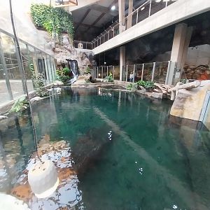 Orientarium - Jungle Hall - False Gharial (Tomistoma schlegelii)