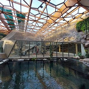 Orientarium - Jungle Hall - False Gharial (Tomistoma schlegelii) - Sumatran Orangutan (Pongo abelii)