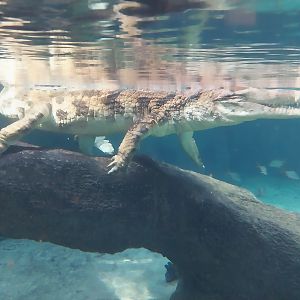 Orientarium - Jungle Hall - False Gharial (Tomistoma schlegelii)