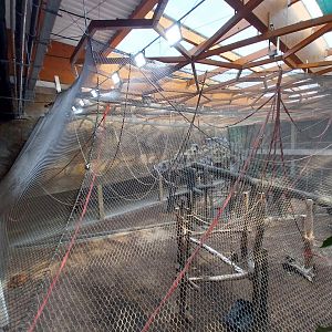 Orientarium - Jungle Hall - Sumatran Orangutan (Pongo abelii) - Second enclosure