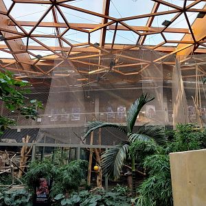 Orientarium - Jungle Hall - Javan Lutung (Trachypithecus auratus)