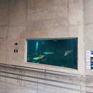 Orientarium - Jungle Hall - Southeast Asian Rivers