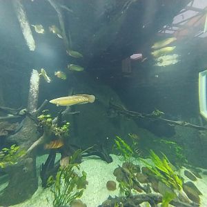 Orientarium - Jungle Hall - Southeast Asian Rivers